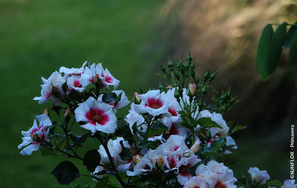 ©SUNFLOR - Primavera